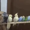 🦜
