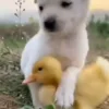 🐥