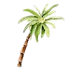 🌴