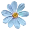🌸