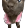 🎉