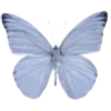 🦋