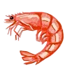 🦐