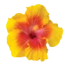 🌺