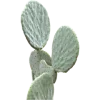 🌵