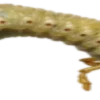 🪲