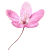 🌸