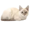 🐈