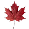 🍁