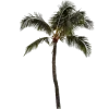 🌴