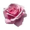 🌹