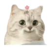 😺