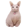 😼