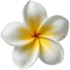 🌺