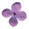 🌸