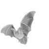 🦇