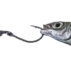 🐟