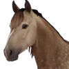 🐴