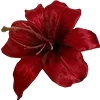 🌺