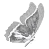 🦋