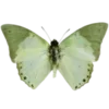 🦋