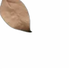 🤎