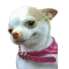 🐶