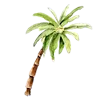 🌴
