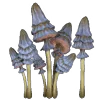 🍄