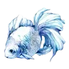🐠
