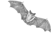 🦇