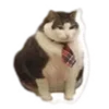 😿