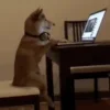 🧑‍💻