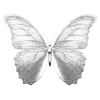 🦋
