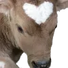 🐄