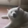 🥵