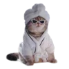 🐱