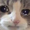 🥺