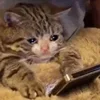 📱