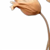 🤎