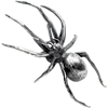 🕷