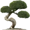 🌳