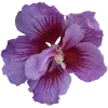 🌺