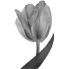🌷