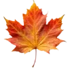 🍁