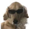 🐶