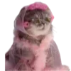 🐱
