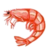 🦐