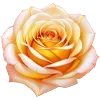 🌹
