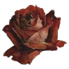 🌹